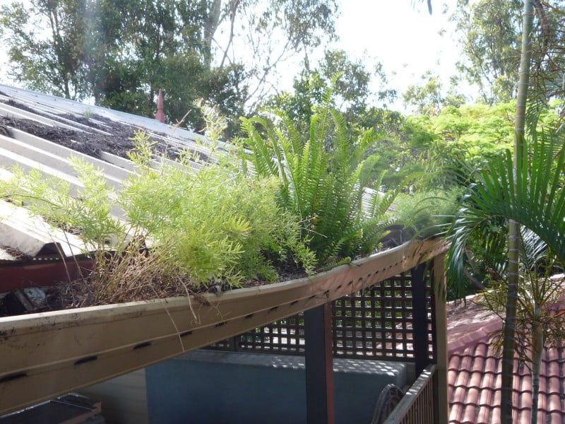 Plants growing in gutters